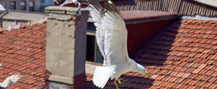 Residential Chimney Animal Removal Solution in Griffin, GA